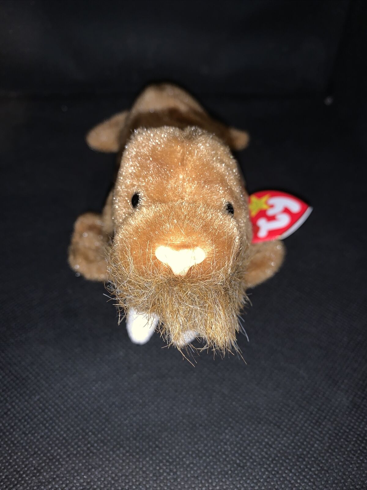 1999 TY Beanie Babies: PAUL THE WALRUS #4248 . Mint! Pristine